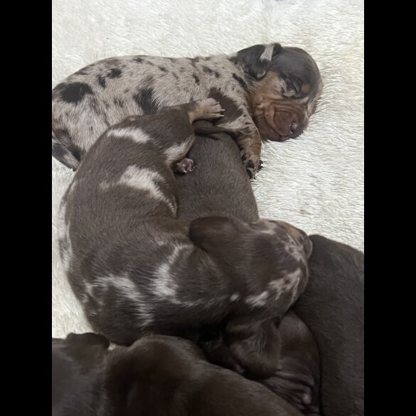 Dachshund (Standard &amp; Miniature) - Both
