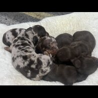 Dachshund (Standard &amp; Miniature) - Both