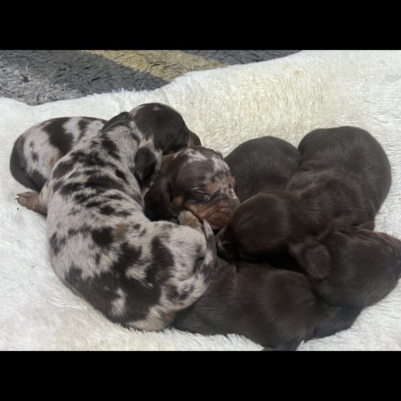 Dachshund (Standard &amp; Miniature) - Both