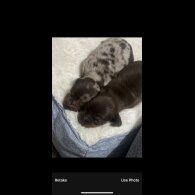 Dachshund (Standard &amp; Miniature) - Both