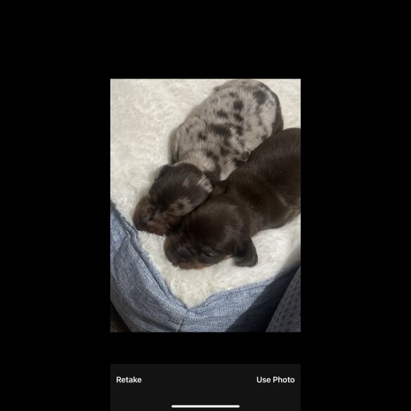 Dachshund (Standard &amp; Miniature) - Both