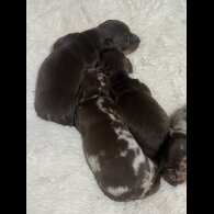Dachshund (Standard &amp; Miniature) - Both