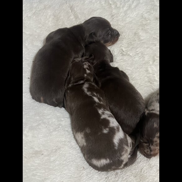 Dachshund (Standard &amp; Miniature) - Both