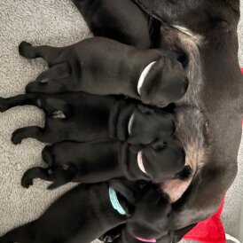 Pug - Both