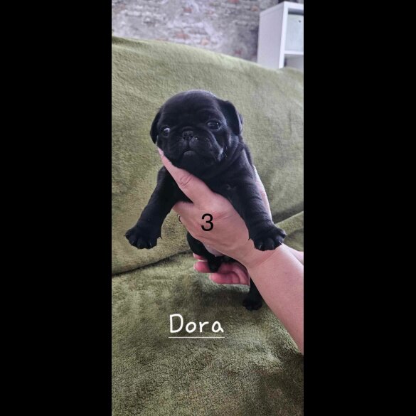 Pug - Both