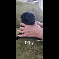 Pug - Both