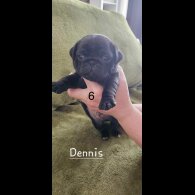 Pug - Both