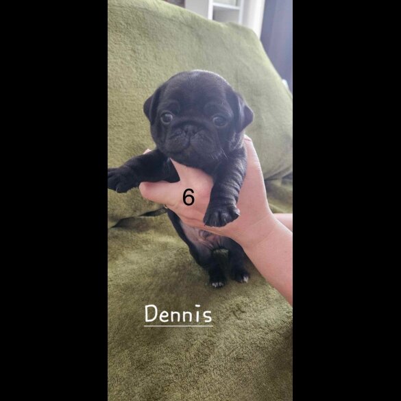 Pug - Both