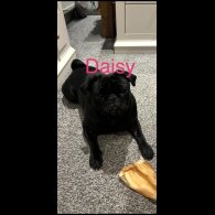 Pug - Both
