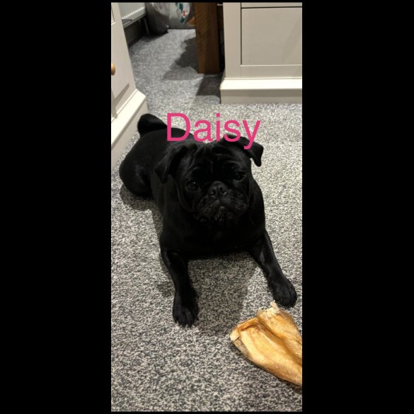 Pug - Both