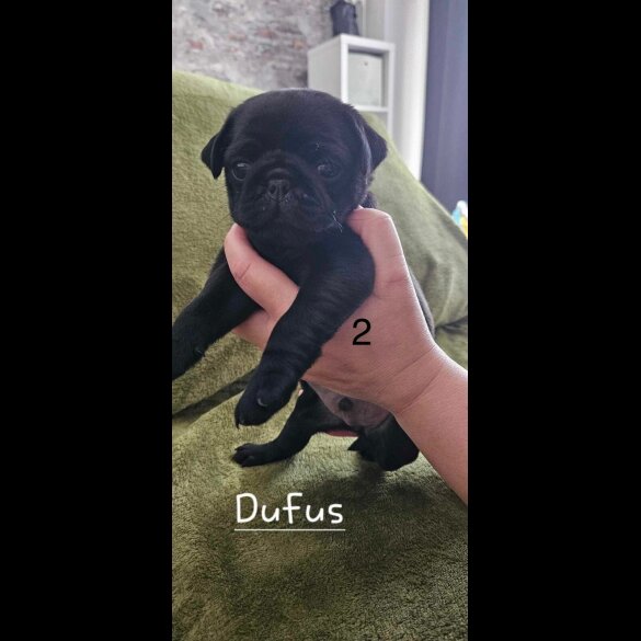 Pug - Both