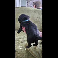 Pug - Both