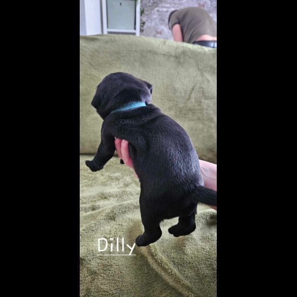 Pug - Both