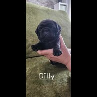 Pug - Both