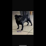 Pug - Both