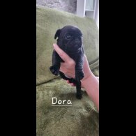 Pug - Both