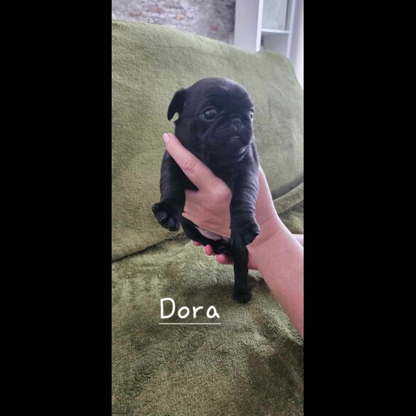 Pug - Both