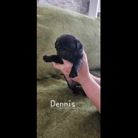 Pug - Both