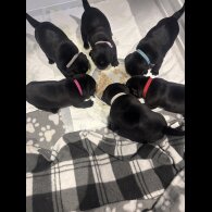 Pug - Both