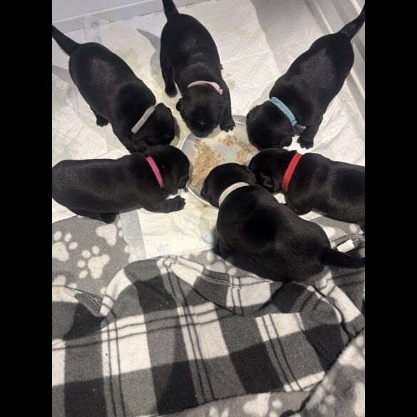 Pug - Both