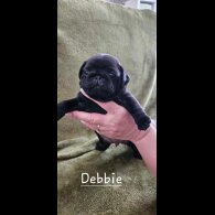 Pug - Both