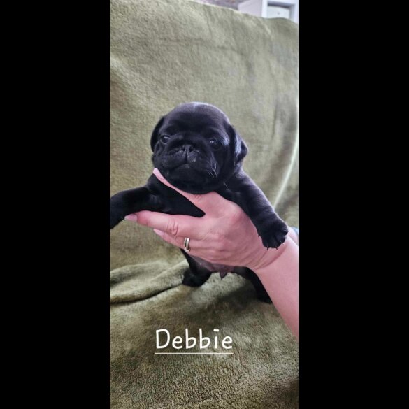 Pug - Both