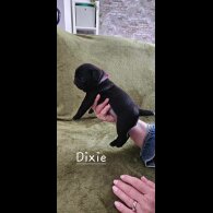 Pug - Both