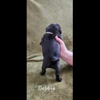Pug - Both