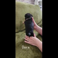 Pug - Both