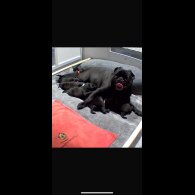 Pug - Both