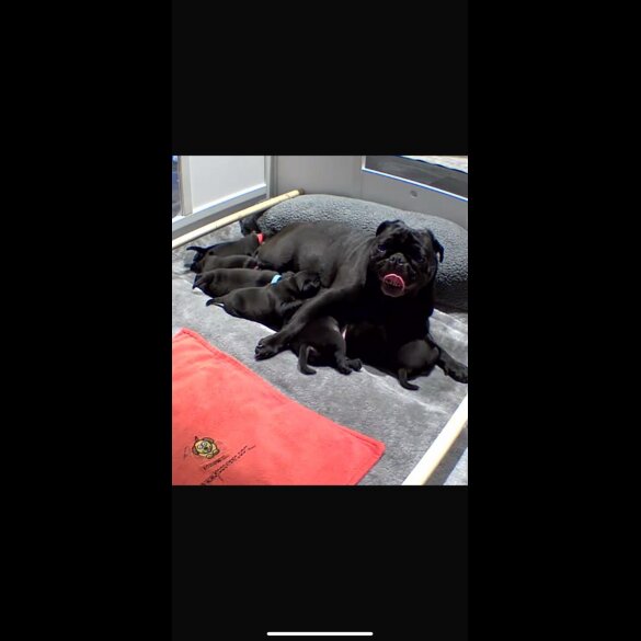 Pug - Both