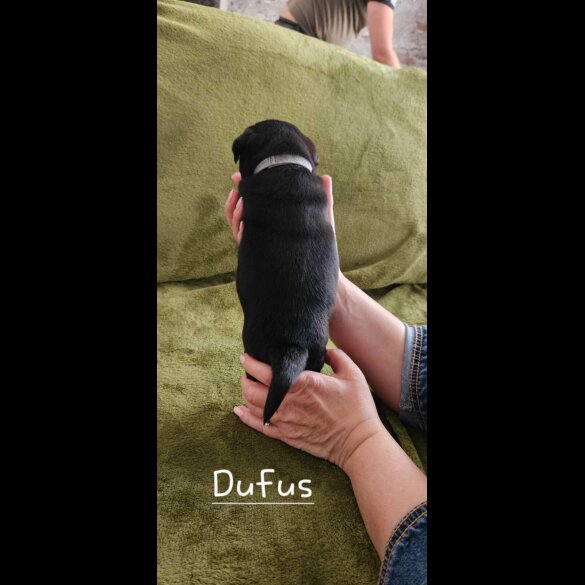Pug - Both
