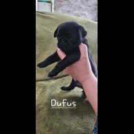 Pug - Both