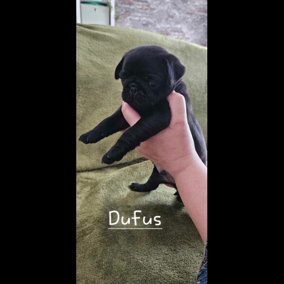 Pug - Both