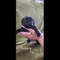 Pug - Both