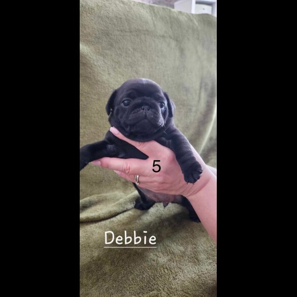 Pug - Both