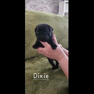 Pug - Both