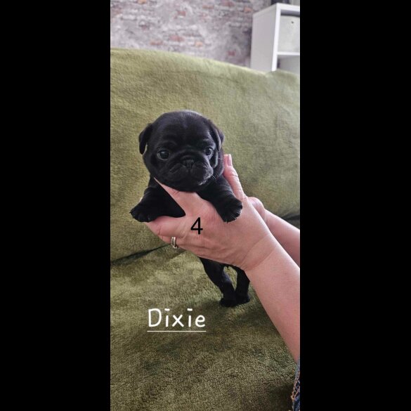 Pug - Both