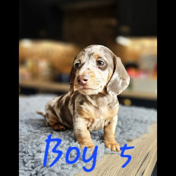 Dachshund (Standard &amp; Miniature) - Both