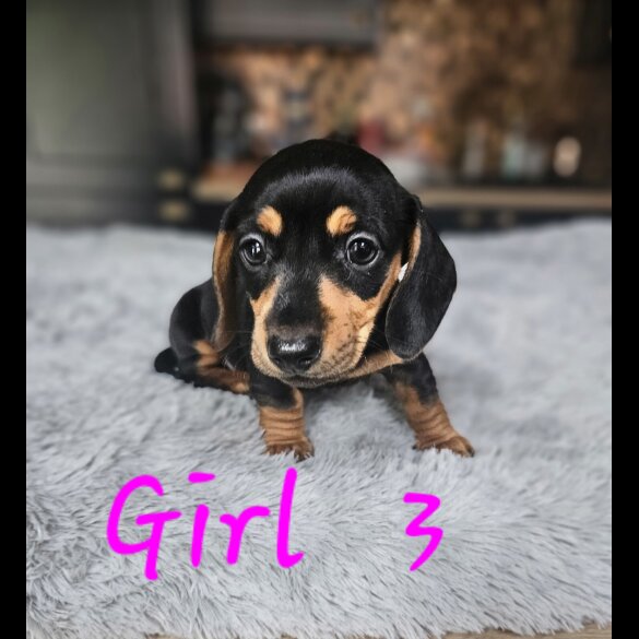 Dachshund (Standard &amp; Miniature) - Both
