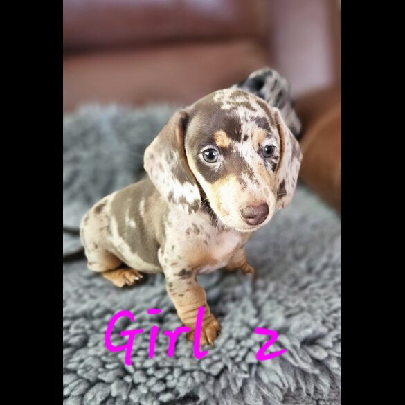 Dachshund (Standard &amp; Miniature) - Both