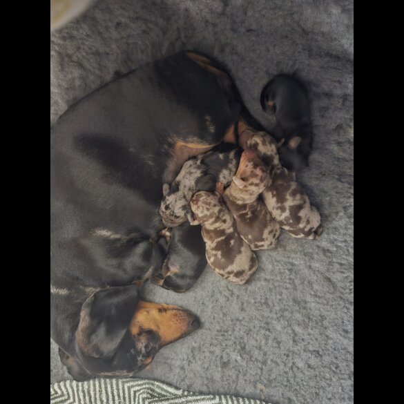 Dachshund (Standard &amp; Miniature) - Both