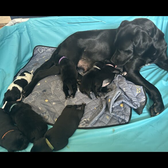 Labrador Retriever - Both