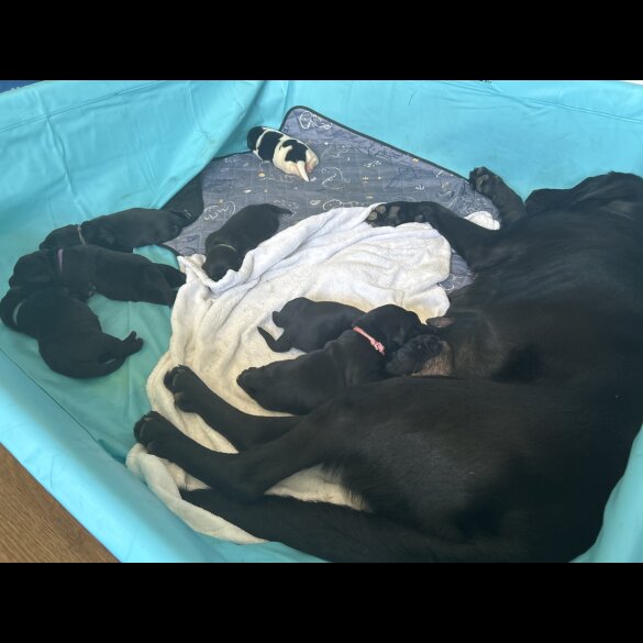 Labrador Retriever - Both