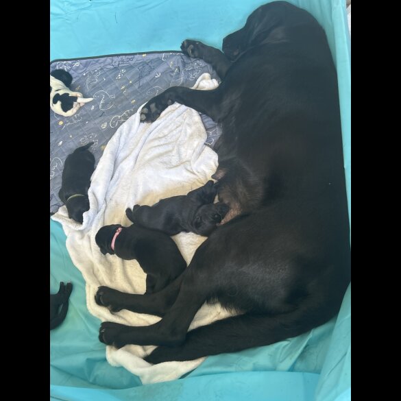 Labrador Retriever - Both