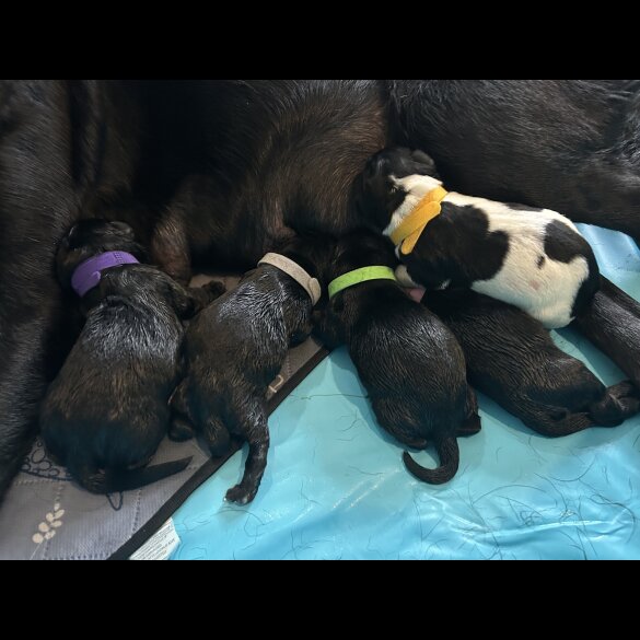 Labrador Retriever - Both