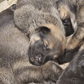 German Shepherd (Alsatian) - Both