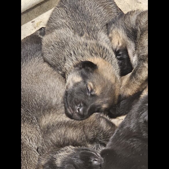 German Shepherd (Alsatian) - Both