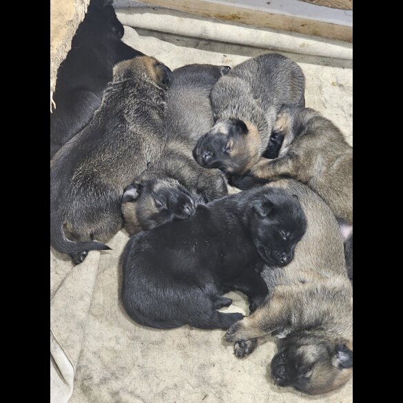 German Shepherd (Alsatian) - Both