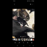 German Shepherd (Alsatian) - Both